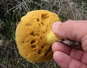 questi funghi giallastri si trovano nelle pinete delle zone alte dell'isola di Capri