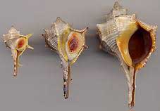 Il murice è il mollusco da cui gli antichi Fenici ricavavano la tintura per colorare le stoffe di prorpora.