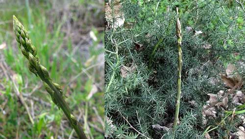 11 piante alveolo  asparago selvatico pianta vera foto vere 